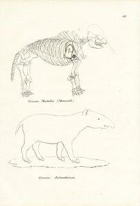 Mastodonte, 1824